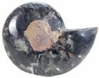 Black Ammonite (Half) - Unusual Coloration #55627-1